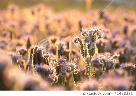 Lacy phacelia (Phacelia tanacetifolia) at dawn 41458381