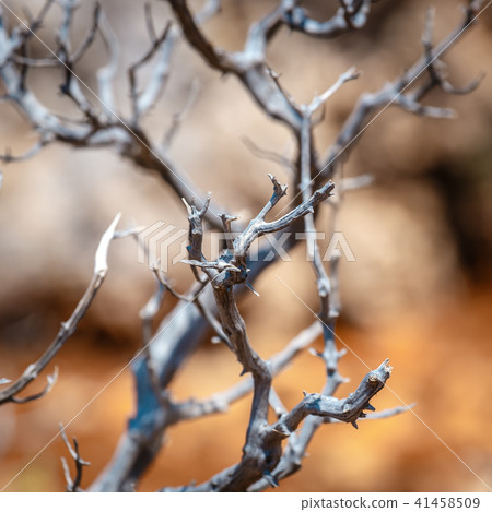 Sun-dried shrubs on a rocky ground, close up Sun-dried shrubs on a rocky ground, close up 41458509