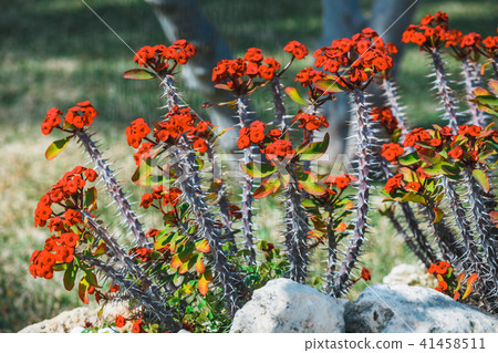 Euphorbia milii growing in the garden Euphorbia milii growing in the garden 41458511