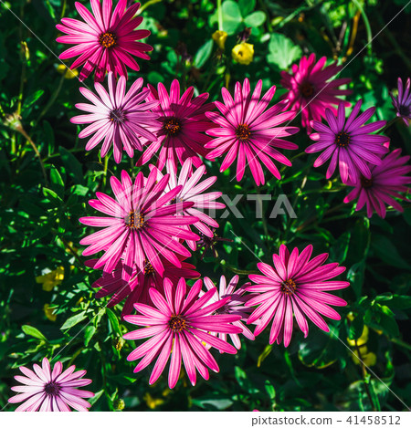 A clump of hardy African daisy A clump of hardy African daisy 41458512