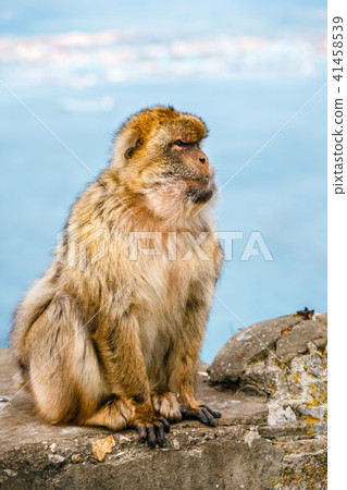 portrait of a wild male macaque portrait of a wild male macaque 41458539