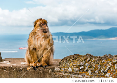 portrait of a wild male macaque 41458540