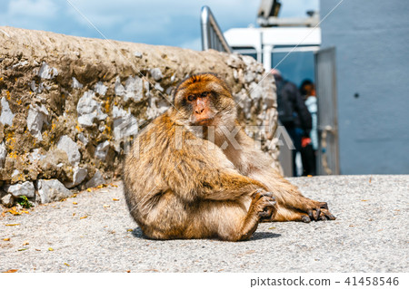 Portrait of a wild female macaque Portrait of a wild female macaque 41458546