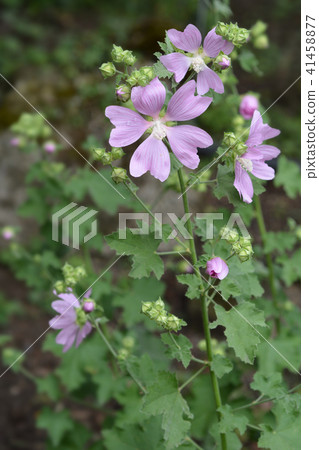 Garden tree-mallow 41458877