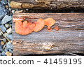 Orange Mushroom growing on a dry log 41459195