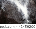 Close-up of black and white horse's fur 41459200