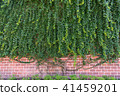 Big creeper plant growing on wall 41459201