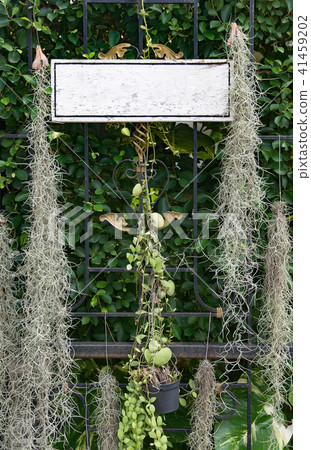 Empty signage hanging with plants decoration Empty signage hanging with plants decoration 41459202
