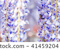 Close-up shot of bee and wisteria flower 41459204