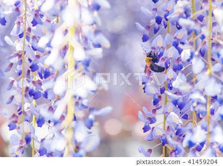 Close-up shot of bee and wisteria flower 41459204