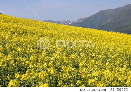 Rapeseed field 41459473