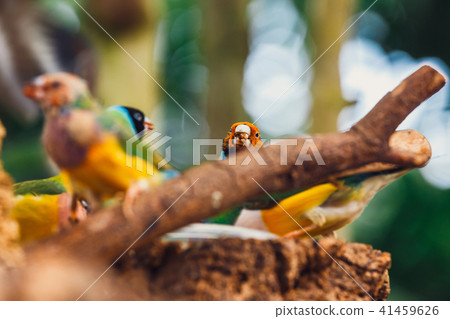 The Lady Gouldian finch, Erythrura gouldiae The Lady Gouldian finch, Erythrura gouldiae 41459626