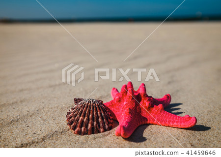 Sea shells with yellow sand and sea 41459646