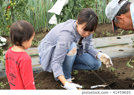 Families digging potatoes Families digging potatoes 41459685