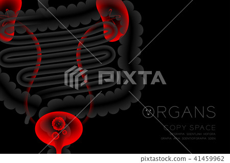 Human Organs X-ray set, Kidney and Bladder Human Organs X-ray set, Kidney and Bladder 41459962