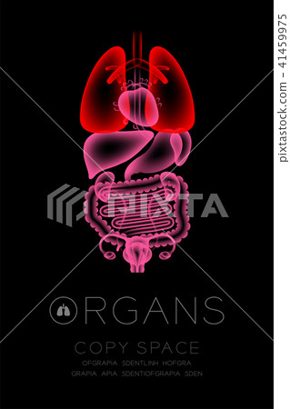 Female Organs X-ray set, Lung infection concept Female Organs X-ray set, Lung infection concept 41459975