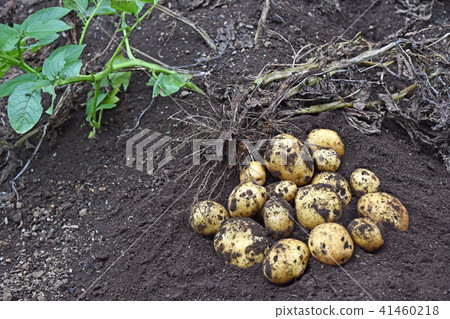 Harvesting of potato (Kitaka kari) 41460218