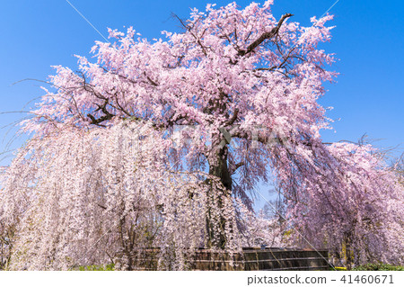 “京都府”丸山公園·垂枝櫻花 “京都府”丸山公園·垂枝櫻花 41460671