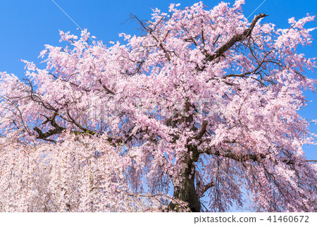 “京都府”丸山公園·垂枝櫻花 41460672