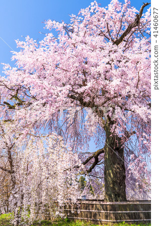 “京都府”丸山公園·垂枝櫻花 “京都府”丸山公園·垂枝櫻花 41460677