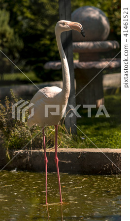 one pink flamingo one pink flamingo 41461521