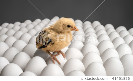 chicken sit on eggs 41461836