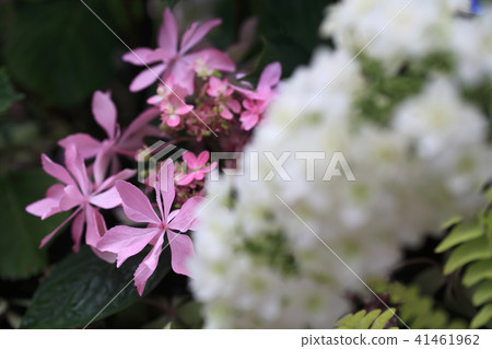 Hydrangea Hydrangea 41461962