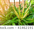 Crinum Latifolium is A Herbaceous Perennial Flower Crinum Latifolium is A Herbaceous Perennial Flower 41462191