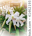 Crinum Latifolium is A Herbaceous Perennial Flower Crinum Latifolium is A Herbaceous Perennial Flower 41462193