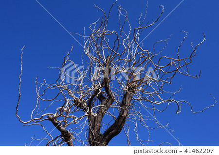 繞樹枝 繞樹枝 41462207