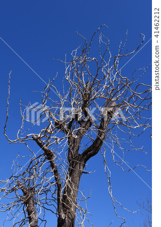 Winding tree branches 41462212