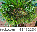 Weird Pineapple Fruit with Hand Fan Shape Weird Pineapple Fruit with Hand Fan Shape 41462230