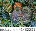Weird Pineapple Fruit with Hand Fan Shape Weird Pineapple Fruit with Hand Fan Shape 41462231