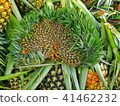 Weird Pineapple Fruit with Hand Fan Shape Weird Pineapple Fruit with Hand Fan Shape 41462232