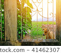 Concrete Fence and A Dog in the Nature Concrete Fence and A Dog in the Nature 41462307