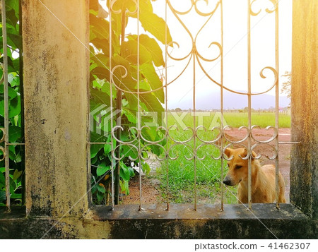 Concrete Fence and A Dog in the Nature Concrete Fence and A Dog in the Nature 41462307