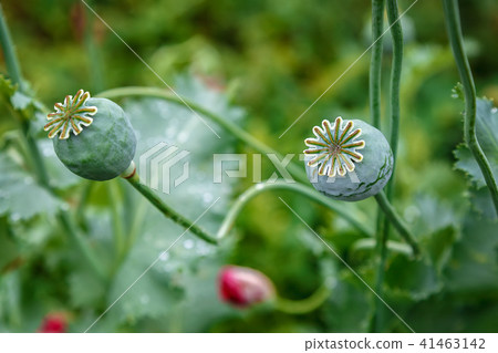 Poppy caps in a field in sunlight 41463142