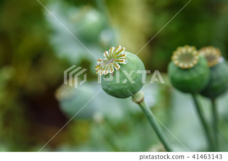 Poppy caps in a field in sunlight Poppy caps in a field in sunlight 41463143
