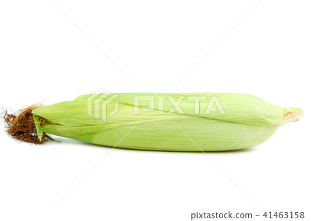 Sweet corn isolated on a white background Sweet corn isolated on a white background 41463158