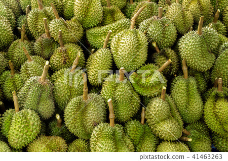 Group of High Quality Beautiful Durian Ripe. Group of High Quality Beautiful Durian Ripe. 41463263