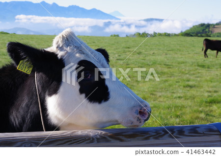 Cows and Mt. Fuji of the Mikahara Plateau Cows and Mt. Fuji of the Mikahara Plateau 41463442