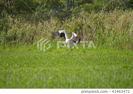 Stork of Otomachi City Naruto cho 02 41463472
