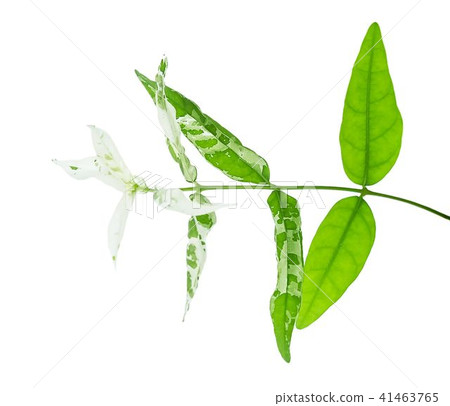 Beautiful Fresh Green Leaves on Tree Branch 41463765