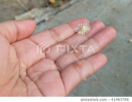 Mimusops Elengi or Bokul Flower in Woman Hand 41463766
