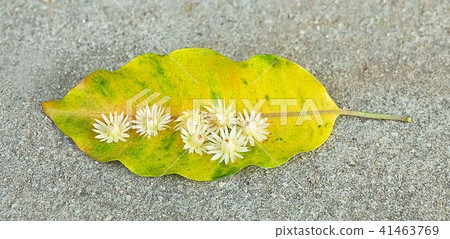 Mimusops Elengi or Bokul Flowers on Yellow Leaf 41463769