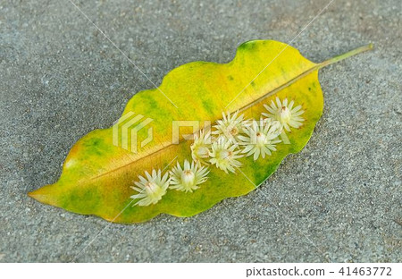 Mimusops Elengi or Bokul Flowers on Yellow Leaf 41463772