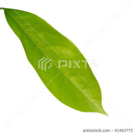 Fresh Green Leaf Laying on White Background 41463775