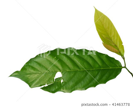Fresh Green Leaf with Holes on White Background Fresh Green Leaf with Holes on White Background 41463778