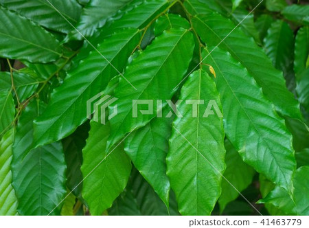Green Color of The Vertical Leaves Background Green Color of The Vertical Leaves Background 41463779