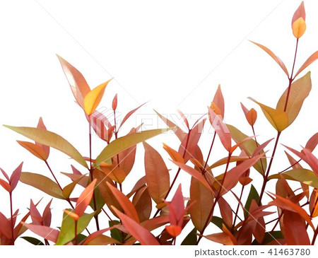 Fresh Green and Red Leaves on White Background Fresh Green and Red Leaves on White Background 41463780